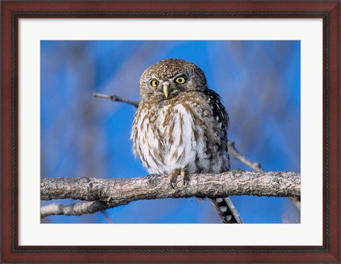 Framed Zimbabwe. Close-up of pearl spotted owl on branch. Print