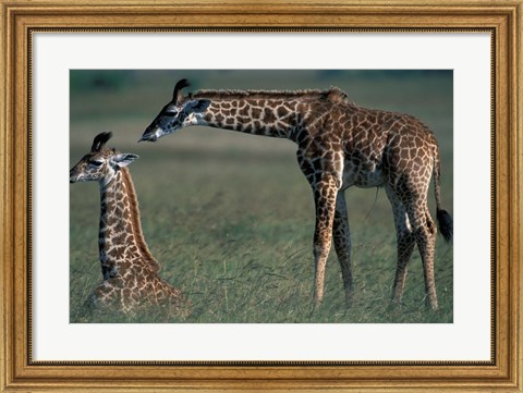 Framed Young Giraffe Lies in Tall Grass, Masai Mara Game Reserve, Kenya Print
