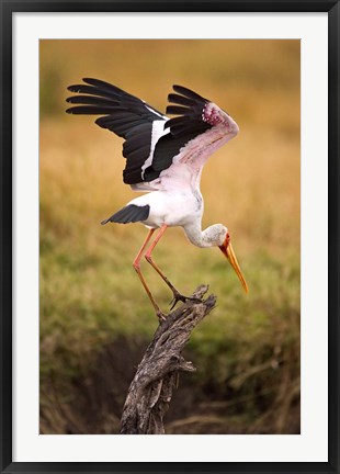 Framed Yellow-Billed Stork Readying for Flight, Maasai Mara, Kenya Print
