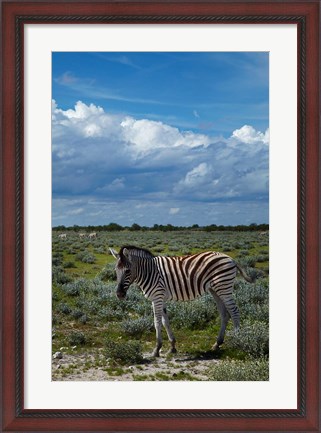 Framed Young Burchells zebra, burchellii, Etosha NP, Namibia, Africa. Print