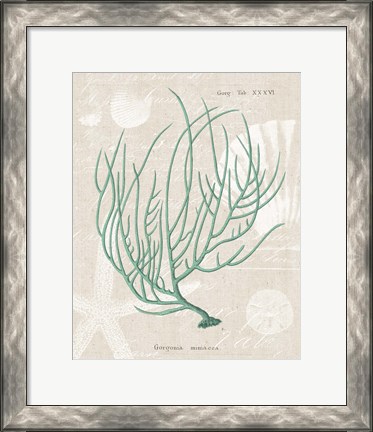 Framed Gorgonia Miniacea on Linen Sea Foam Print