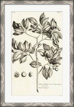 Framed Tropical Leaf Study II Print