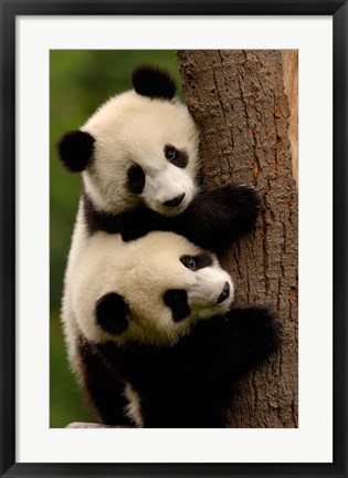 Framed Giant Panda Babies, Wolong China Conservation and Research Center for the Giant Panda, Sichuan Province, China Print