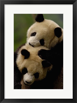 Framed Pair of Giant panda bears Print