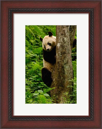 Framed Giant panda bear Climbing a Tree Print