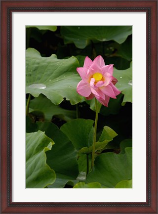 Framed Lotus Lilies, Yunnan Province, China Print