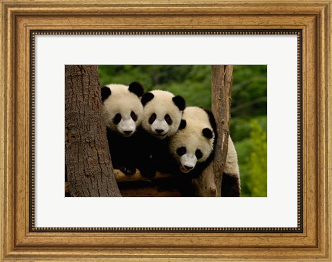 Framed Three Giant panda bears Print