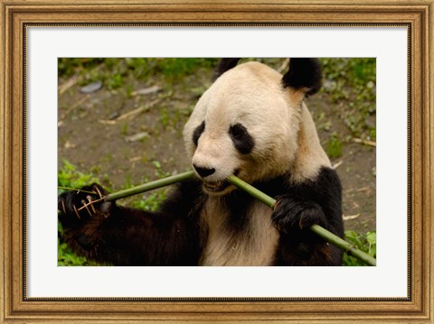 Framed Giant Panda Eating Bamboo Print