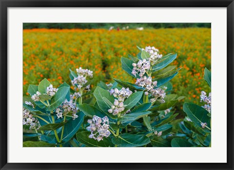 Framed Flower Field, Southern India Print