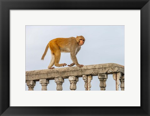 Framed Monkey, Varanasi, India Print