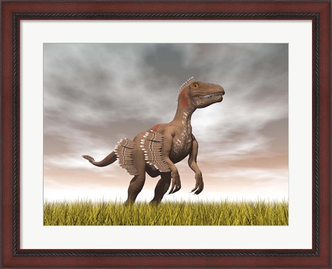 Framed Velociraptor dinosaur standing in the yellow grass Print