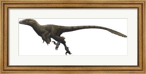 Framed Utahraptor ostrommaysorum Print