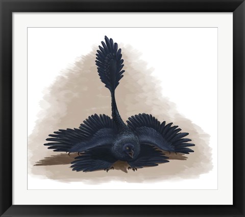 Framed Microraptor gui spreads its four wings to look as large as possible Print
