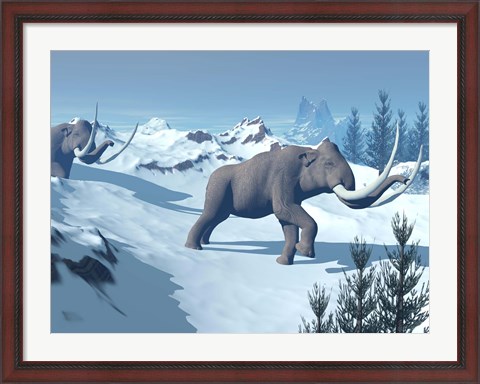 Framed Two large mammoths walking slowly on the snowy mountain Print