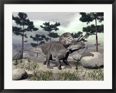 Framed Zuniceratops dinosaur walking on a hill with large rocks and pine trees Print