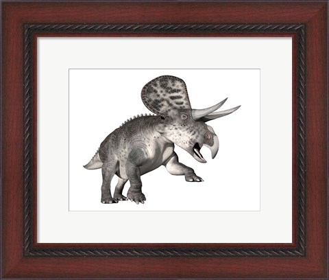 Framed Zuniceratops dinosaur, white background Print