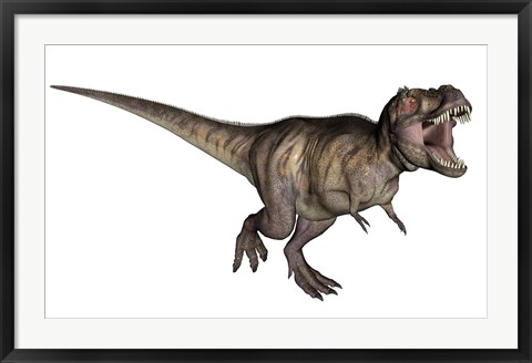Framed Aggressive Tyrannosaurus Rex growling, white background Print