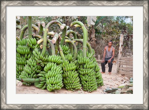 Framed India, Meghalaya, Bajengdoba, Bananas and the man who picked them Print