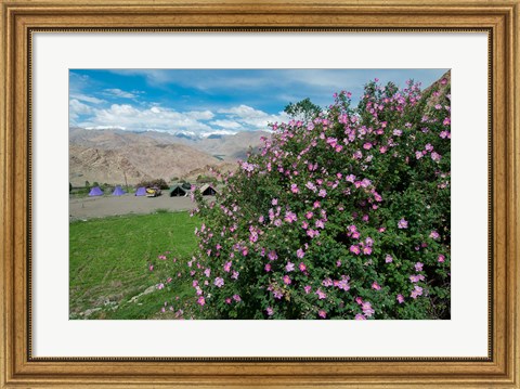 Framed Pink roses at campsite near the Hemis Monastery, Ladakh, India Print