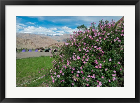 Framed Pink roses at campsite near the Hemis Monastery, Ladakh, India Print