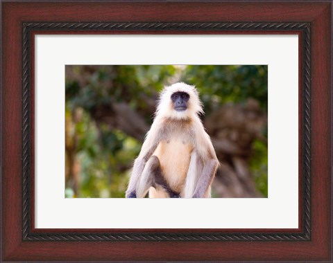 Framed Monkey, Ranthambore National Park, Rajastan, India Print
