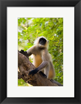 Framed Monkey, Rajastan, India Print