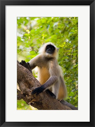 Framed Monkey, Rajastan, India Print