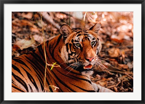 Framed Bengal Tiger in Bandhavgarh National Park, India Print