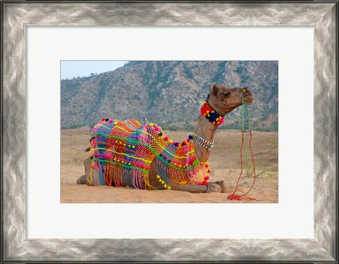 Framed Brightly decorated camel, Pushkar, Rajasthan, India. Print