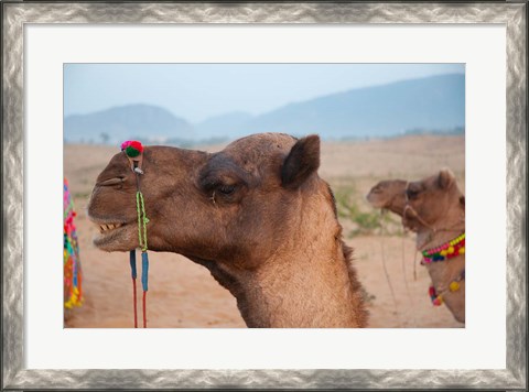 Framed Close-up of a camel, Pushkar, Rajasthan, India. Print