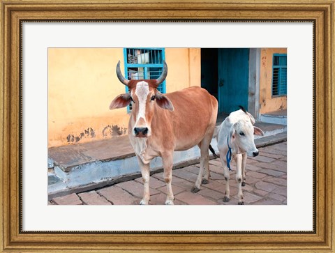 Framed Cow and calf on the street, Jojawar, Rajasthan, India. Print