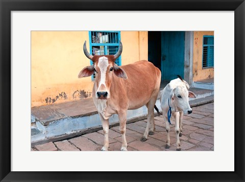 Framed Cow and calf on the street, Jojawar, Rajasthan, India. Print