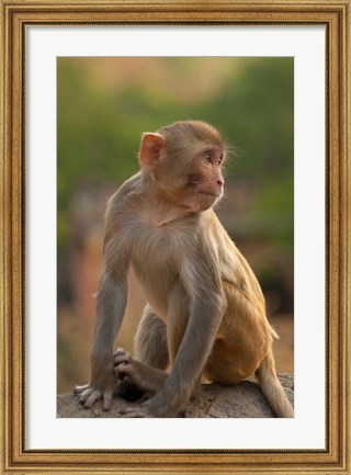 Framed Young Rhesus monkey, Monkey Temple, Jaipur, Rajasthan, India Print