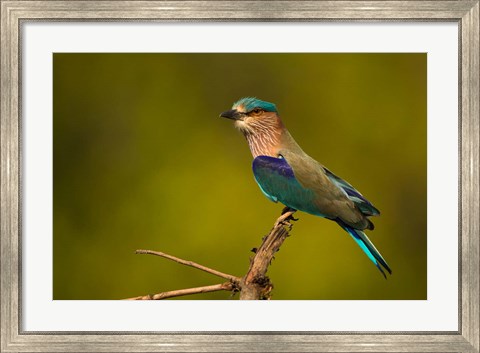 Framed Indian Roller, Bandhavgarh National Park, India Print