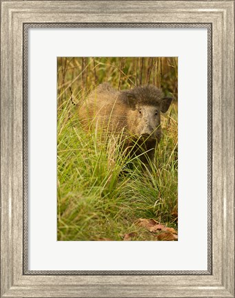 Framed Indian Wild Boar, Madhya Pradesh, Kanha National Park, India Print