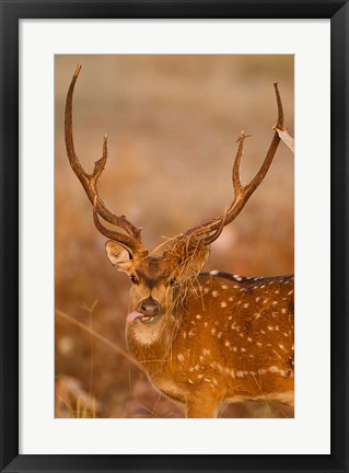 Framed Spotted Deer, Madhya Pradesh, Kanha National Park, India Print