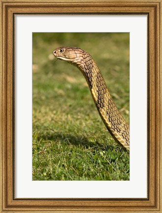 Framed King Cobra snake, South East Captive Print