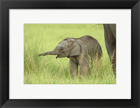Framed Asian Elephant,Corbett National Park, Uttaranchal, India Print
