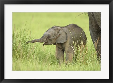 Framed Asian Elephant,Corbett National Park, Uttaranchal, India Print