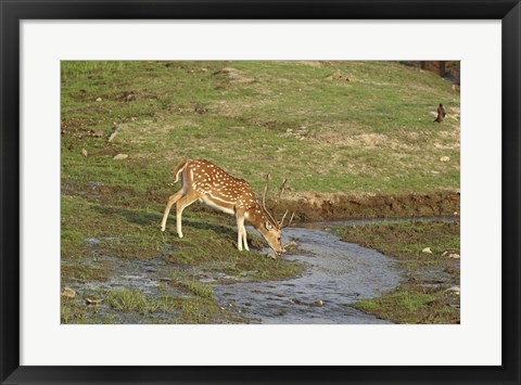 Framed Chital wildlife, Corbett NP, Uttaranchal, India Print