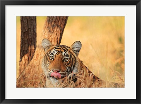 Framed Close up of Royal Bengal Tiger, Ranthambhor National Park, India Print