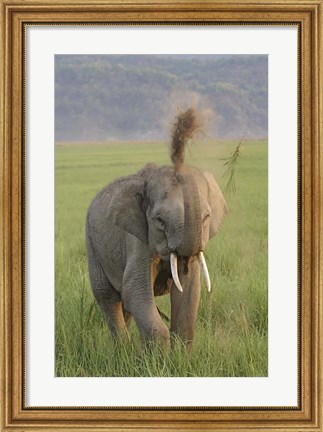 Framed Elephant dust bath, Corbett NP, Uttaranchal, India Print