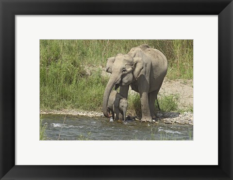 Framed Elephant on riverbank, Corbett NP, Uttaranchal, India Print