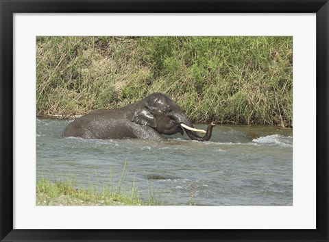 Framed Elephant taking bath, Corbett NP, Uttaranchal, India Print