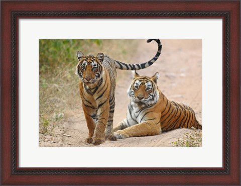 Framed Pair of Royal Bengal Tigers, Ranthambhor National Park, India Print
