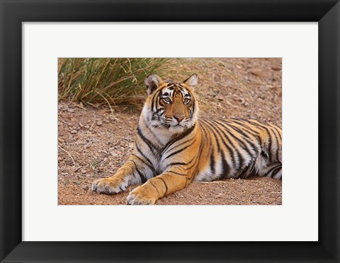 Framed Portrait of Royal Bengal Tiger, Ranthambhor National Park, India Print