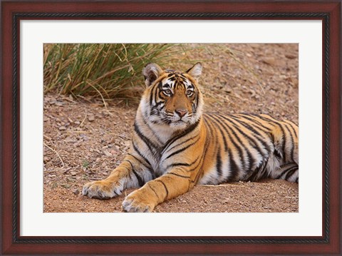 Framed Portrait of Royal Bengal Tiger, Ranthambhor National Park, India Print