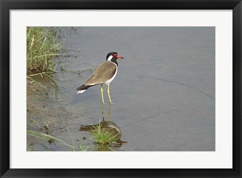 Framed Redwattled Lapwing bird, Corbett NP, India. Print