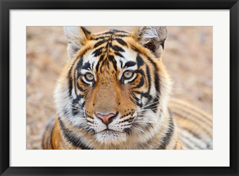 Framed Royal Bengal Tiger Head, Ranthambhor National Park, India Print