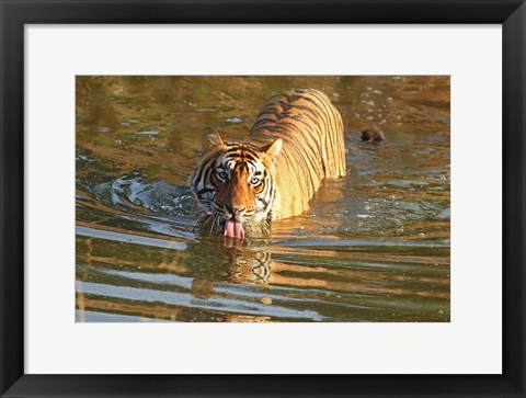 Framed Royal Bengal Tiger in the water, Ranthambhor National Park, India Print